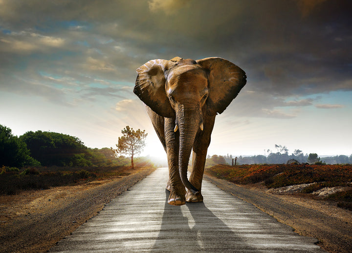 Ljuddämpande tavla - The way - Elefant