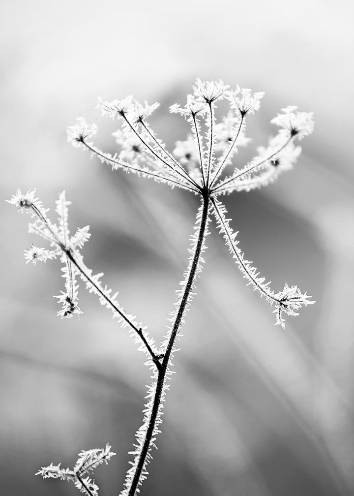 Ljuddämpande tavla - Hoarfrost