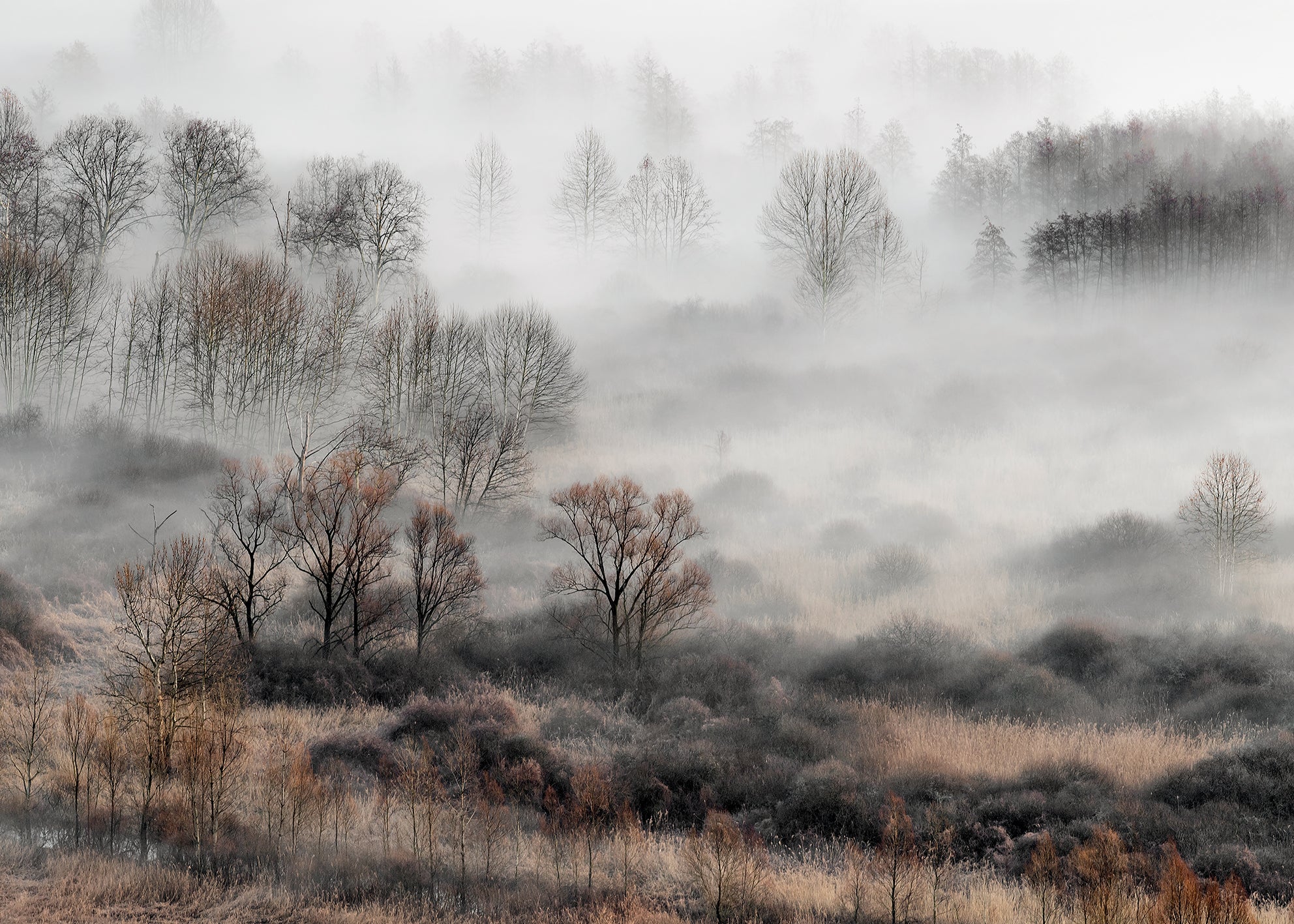 Canvastavla - Foggy Morning
