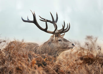 Ljuddämpande tavla - Red Deer