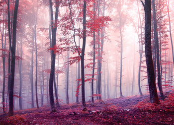 Canvastavla - Red Forest